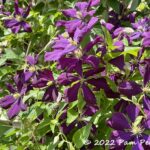 Constellations of clematis at Janet Aaberg Garden