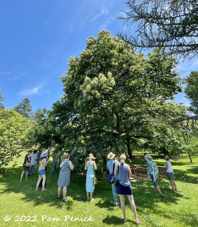 Nearly extinct American chestnut - a vision from America's past - at UW Arboretum