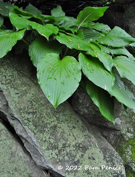 04 Rock slabs Foliage plant – TodayHeadline