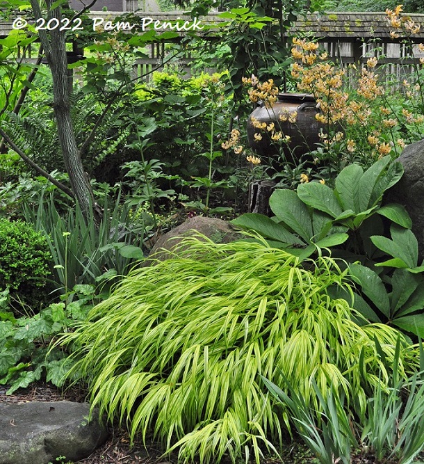 51 Japanese forest grass Lilies Pot – TodayHeadline