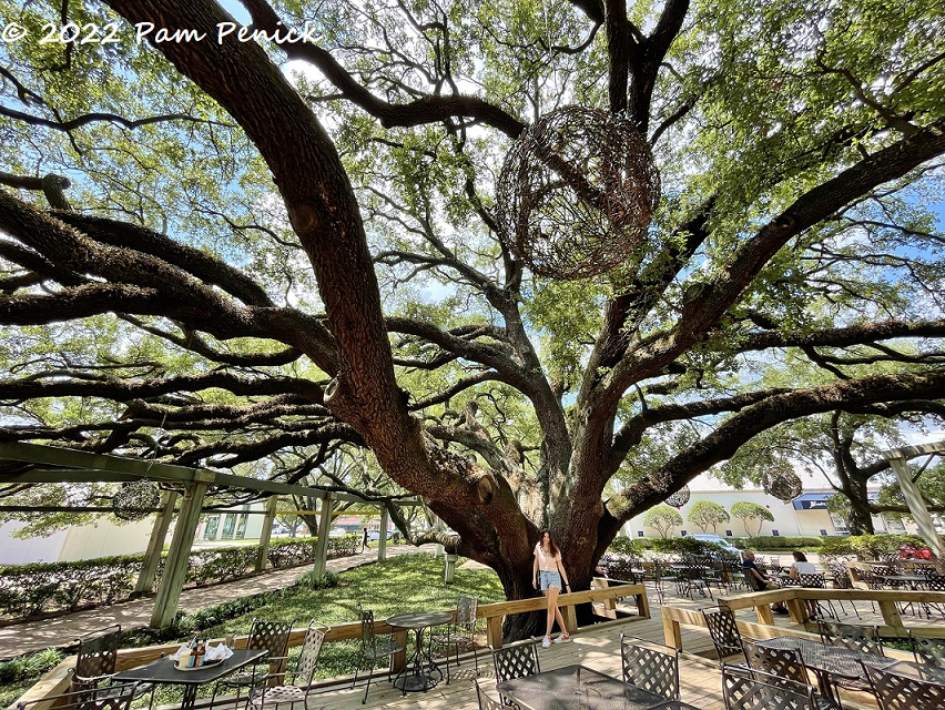 Enormous live oaks wow at Becks Prime in Houston