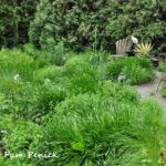 Meadow garden in gravel at Olbrich Botanical Gardens