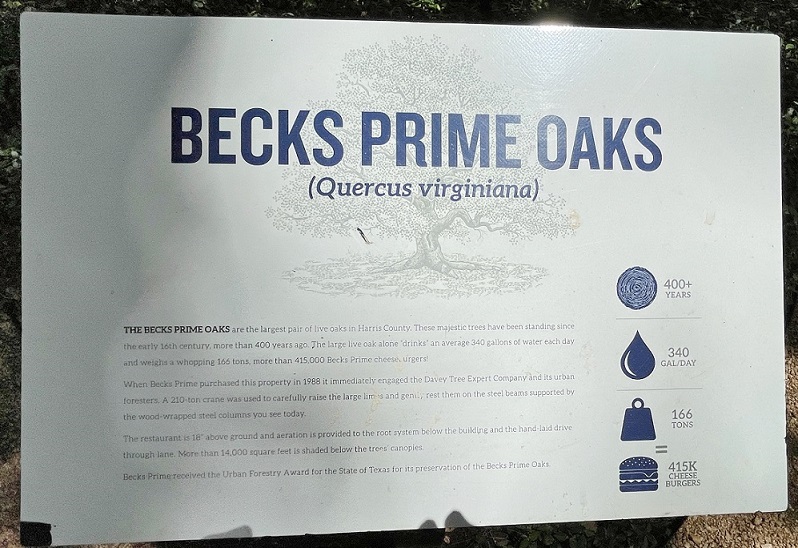06 Giant live oaks Becks sign – TodayHeadline