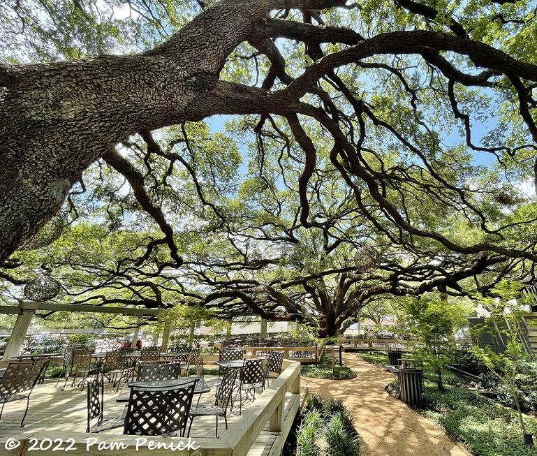 09 Giant live oaks – TodayHeadline