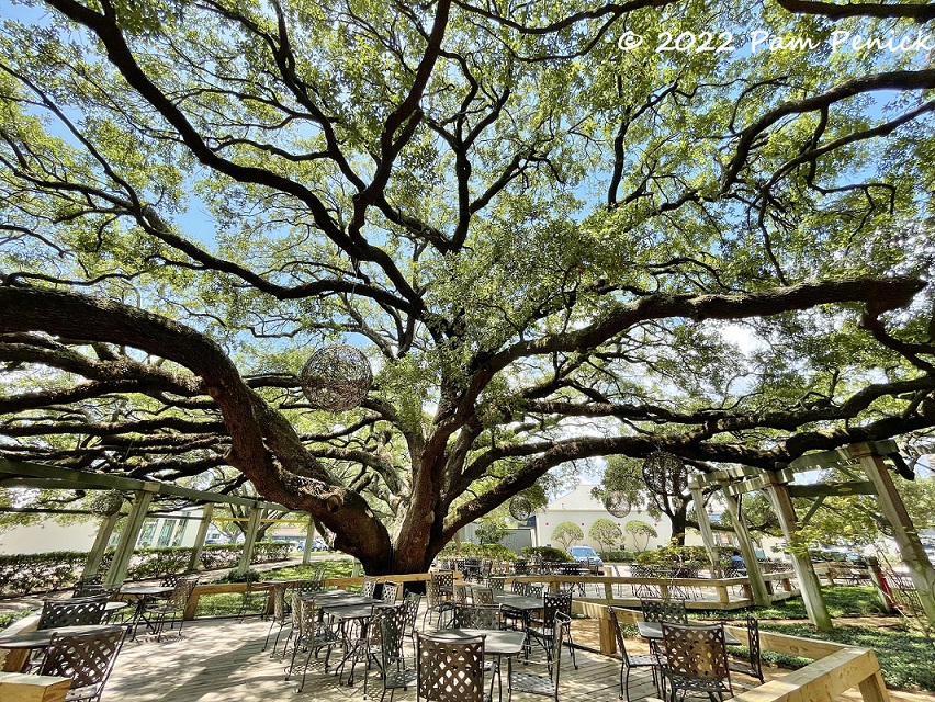 11 Giant live oaks – TodayHeadline