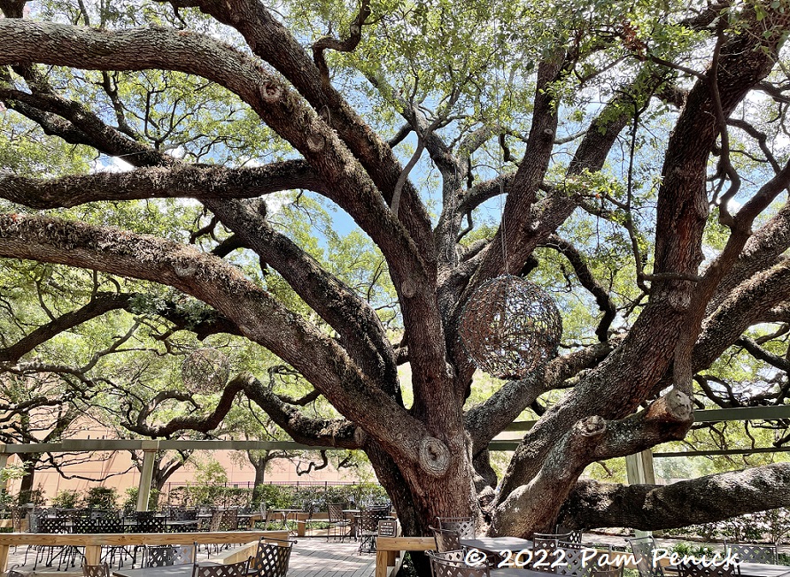 12 Giant live oaks – TodayHeadline
