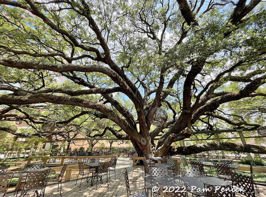 13 Giant live oaks – TodayHeadline