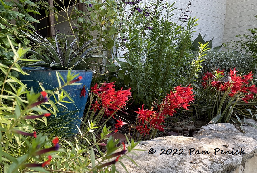 More red trumpets!