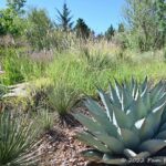 Beautiful flora and fauna at Santa Fe Botanical Garden