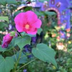 Day of the Dead in Lucinda's colorful garden