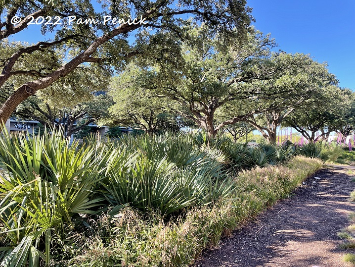 Native plant landscaping at ACC Highland Campus, the new home of Central Texas Gardener