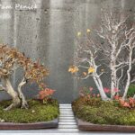 Bewitching bonsai, art, and autumn gardens at North Carolina Arboretum