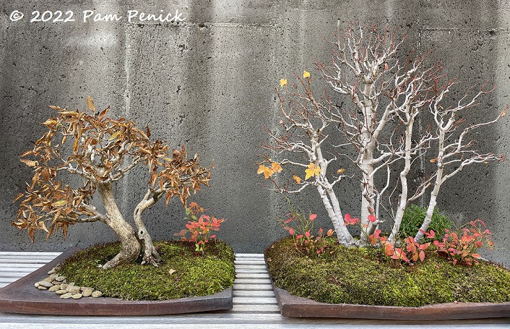 Bewitching bonsai, art, and autumn gardens at North Carolina Arboretum