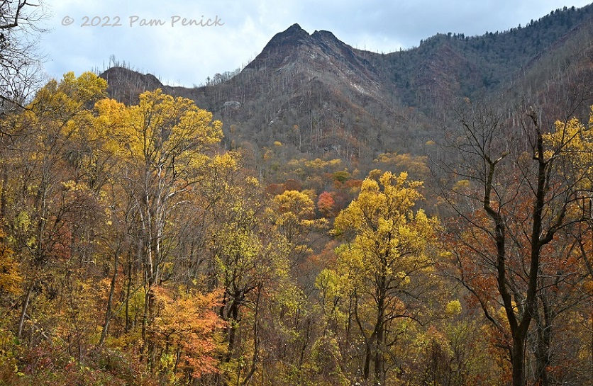 Golden trees and black bears in Great Smoky Mountains and Cades Cove