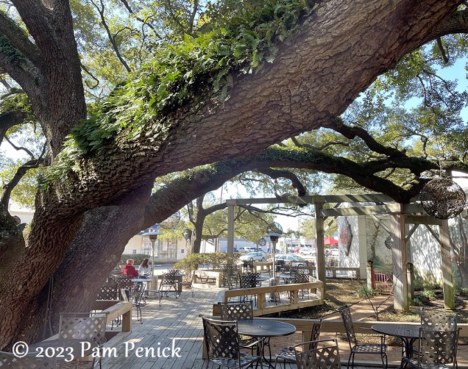 Back to Beck’s majestic live oaks