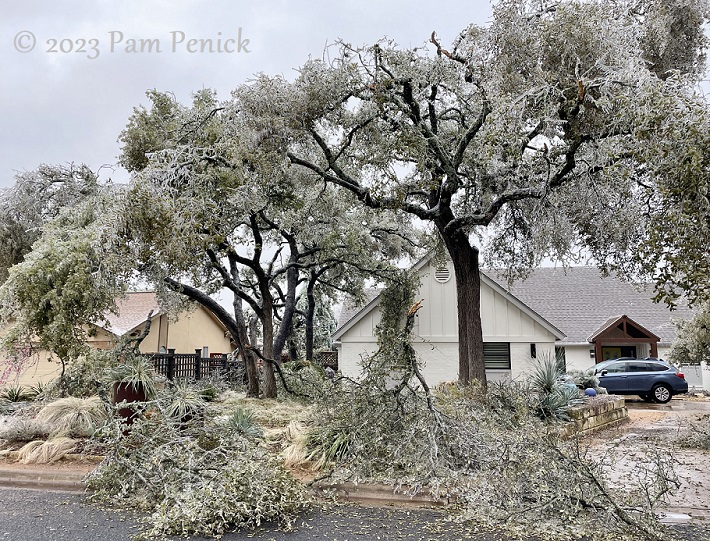 Arbormageddon ice storm smites Austin's trees