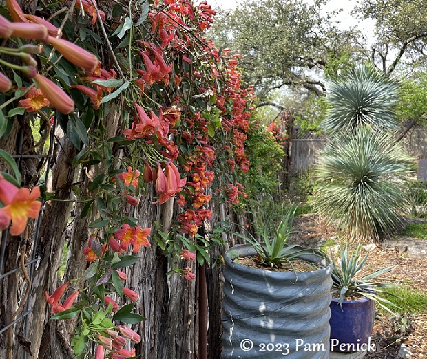 Crossvine trumpeting spring's arrival