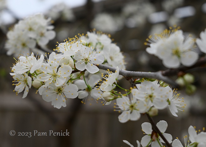 white flowering trees