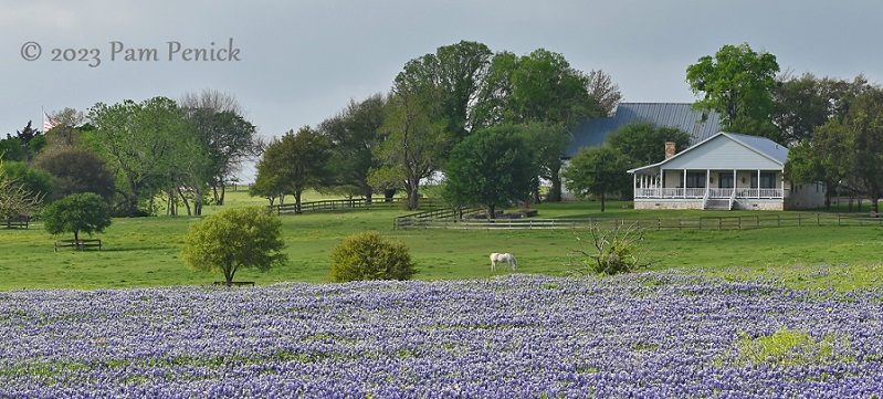 Fields awash in Texas bluebonnets and other wildflowers