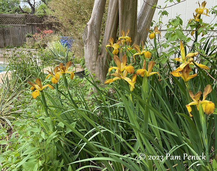 01 Gold spuria irises Spring spurs spuria irises - Digging