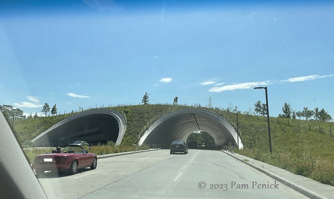 Kinder Land Bridge restores coastal prairie and unites Houston's Memorial Park