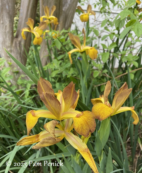 02 Gold spuria irises Spring spurs spuria irises - Digging