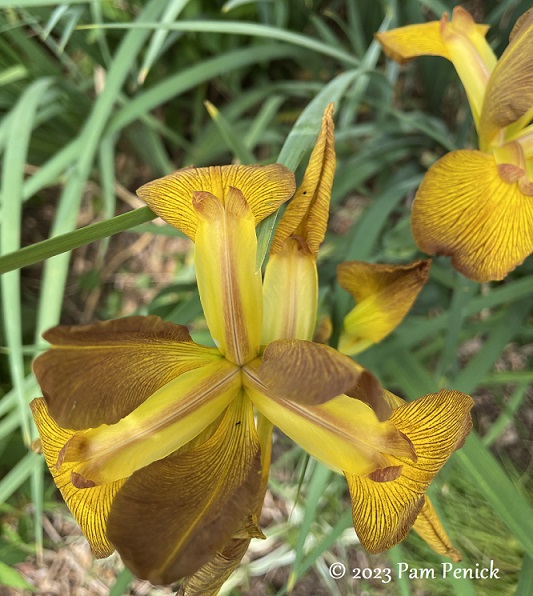 04 Gold spuria irises Spring spurs spuria irises - Digging