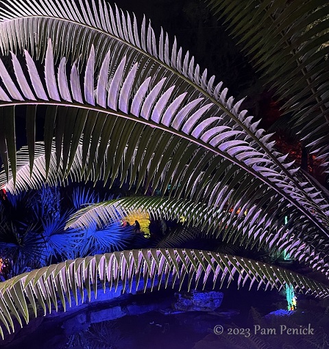 18 Dioon leaves 1 Zilker Backyard lights up with neon, costumes for Surreal Backyard