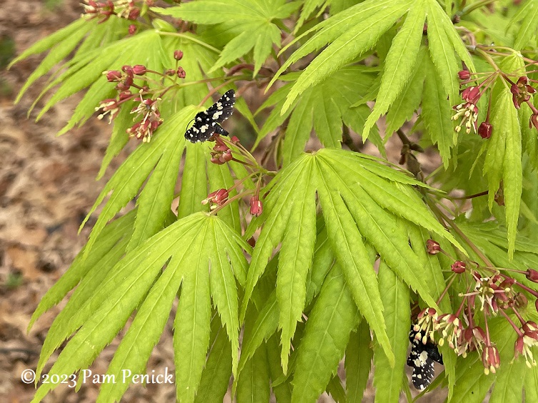 On the hunt for a Shantung maple at Metro Maples