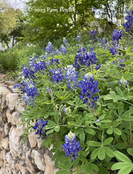 Final of the bluebonnets in Ruthie’s backyard