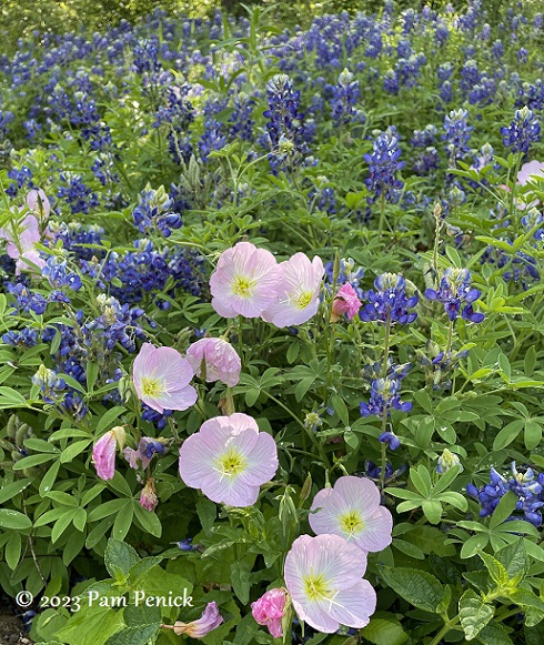 Pink evening primrose Final of the bluebonnets in Ruthie's backyard