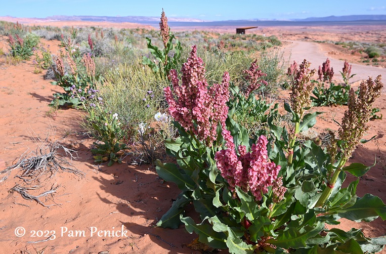 Wildflowers, breathtaking views at Horseshoe Bend and Glen Canyon Dam