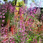 Desert in bloom at Red Hills Desert Garden, part 1