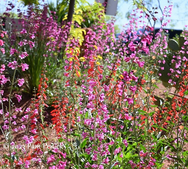 Desert in bloom at Red Hills Desert Garden, part 1