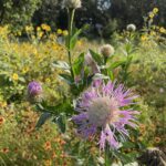 Meadow in bloom for the birds and bees