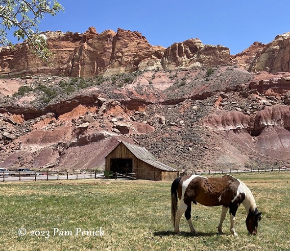 Capitol Reef National Park petroglyphs, orchards, and pie