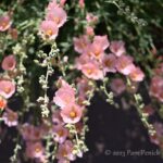Springtime at Red Hills Desert Garden, part 2