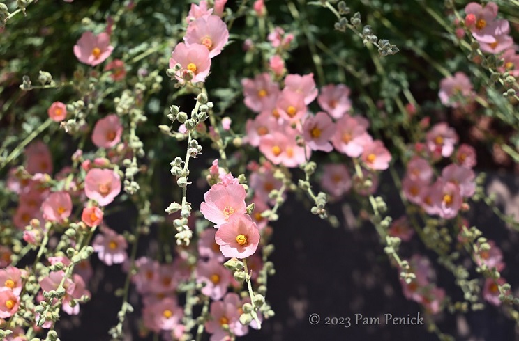 Springtime at Red Hills Desert Garden, part 2