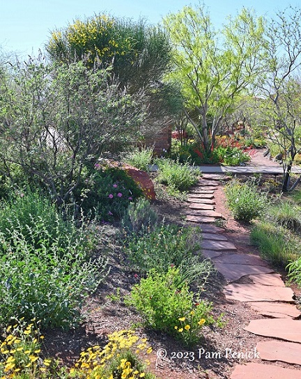 Desert plants with white flowers for Arizona gardens