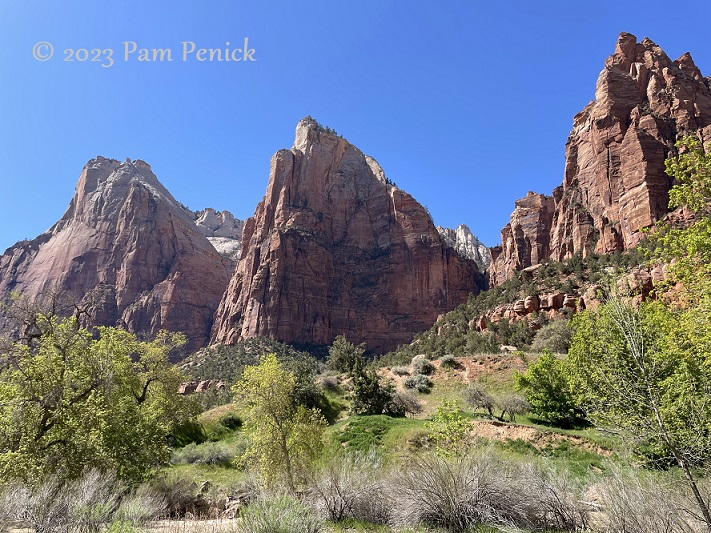 Waterfalls, wildlife, and wonder at Zion National Park