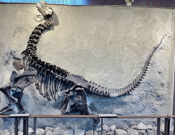 Wall of bones at Dinosaur National Monument