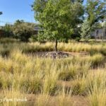 A healing garden in West Texas