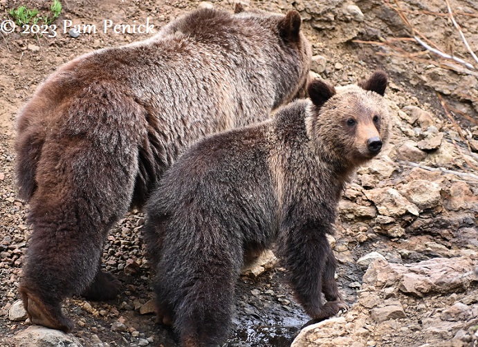 Grizzlies and geysers at Yellowstone, part 1