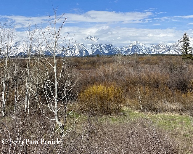 Majestic mountains, wildlife, and Mormon Row at Grand Teton