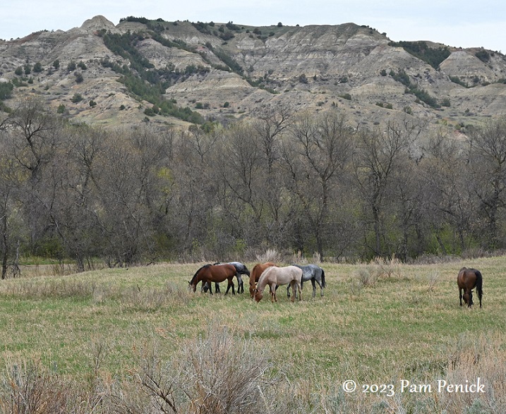 Bison, wild horses roam at Theodore Roosevelt National Park