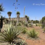 Native plants at Chihuahuan Desert Botanical Garden in West Texas