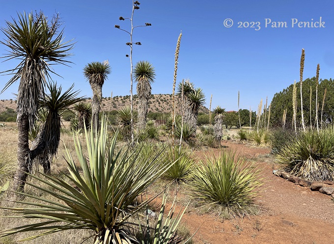 Native plants at Chihuahuan Desert Botanical Garden in West Texas