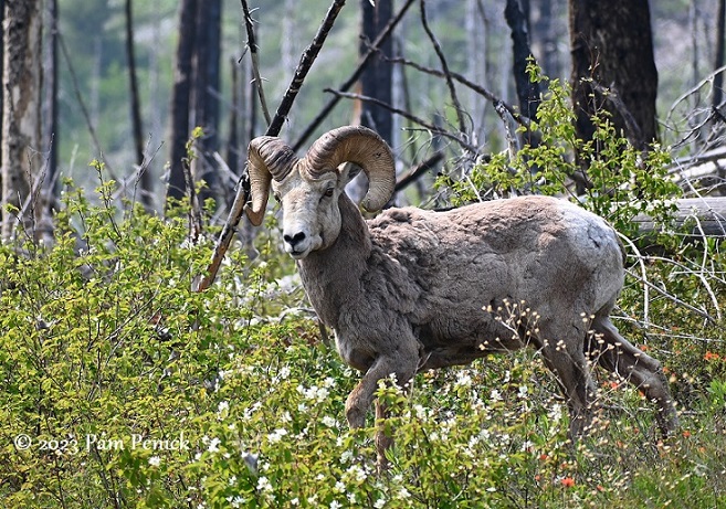 Wild creatures and smoke-shrouded scenery at Glacier National Park