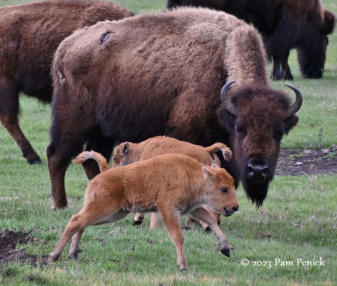 Bison kick up their heels at Yellowstone, part 2