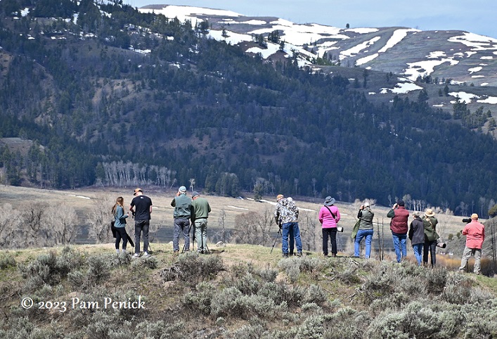 Moose, goose, grizzlies, and more Yellowstone wildlife, part 3